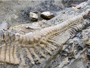 Phát hiện hóa thạch khủng long ăn thịt lớn nhất từ trước tới nay