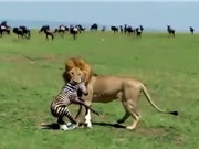 Kinh hoàng sư tử săn giết ngựa vằn sơ sinh