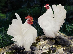 Chiêm ngưỡng vẻ đẹp của giống gà có dáng vương giả