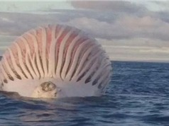 Xác cá voi căng phồng như quả bóng khổng lồ trên biển
