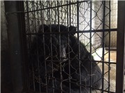 Cứu hộ thành công cá thể gấu ngựa ở Lâm Đồng sau 10 năm bị nuôi nhốt