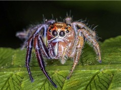 Phát hiện nhện lưỡng tính "ái nam ái nữ" gây choáng
