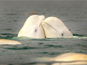 Cận cảnh sự tình tứ của cá voi trắng trước khi giao phối