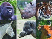 Nhiều động vật quý hiếm có thể bị tuyệt chủng vào năm 2100