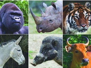 Nhiều động vật quý hiếm có thể bị tuyệt chủng vào năm 2100