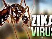 Chủng virus zika ở Việt Nam có nguy cơ mắc chứng đầu nhỏ thấp