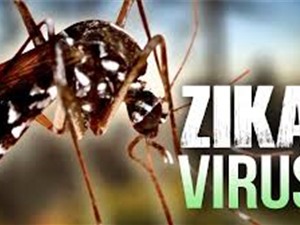 Chủng virus zika ở Việt Nam có nguy cơ mắc chứng đầu nhỏ thấp
