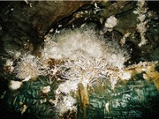Khám phá hang động "kỳ quái", sản sinh tinh thể aragonit quý hiếm