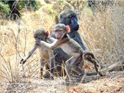 Tức vì bị chụp trộm, khỉ con "phản ứng" với nhiếp ảnh gia