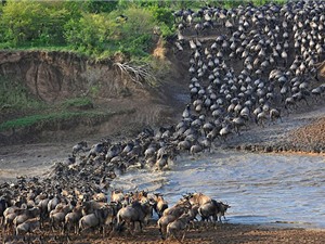 Cận cảnh cuộc vượt sông “sinh tử” của bầy linh dương