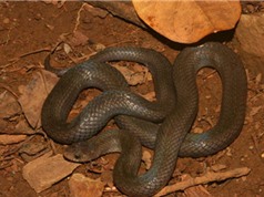 Phát hiện loài rắn mới ở Côn Đảo