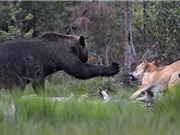 “Đại chiến” giành mồi của gấu nâu và bầy sói