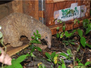 20 cá thể tê tê Java được thả về tự nhiên