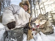 “Rợn người” trước cảnh săn sói của người Yakutia
