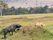 Ngược đời: Trâu rừng đuổi sư tử chạy “té khói”