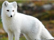5 loài động vật tuyệt đẹp chỉ có ở Bắc Cực