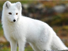 5 loài động vật tuyệt đẹp chỉ có ở Bắc Cực