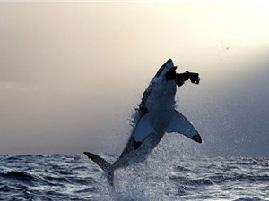 "Khiếp vía" trước cảnh cá mập trắng "truy sát" hải cẩu trên biển