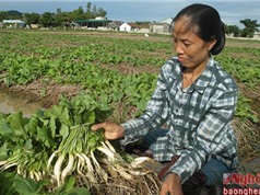 Trồng cải củ trên rơm, nông dân Nghệ An tăng cao thu nhập