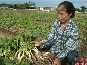Trồng cải củ trên rơm, nông dân Nghệ An tăng cao thu nhập