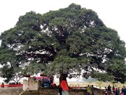 Khẩn cấp cứu cây trôi 1000 tuổi ở Bắc Ninh