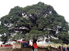Khẩn cấp cứu cây trôi 1000 tuổi ở Bắc Ninh