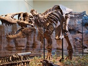 Phát hiện hộp sọ 1,1 tấn còn nguyên vẹn của khủng long bạo chúa