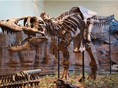 Phát hiện hộp sọ 1,1 tấn còn nguyên vẹn của khủng long bạo chúa