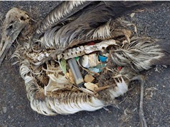 Clip: Hải âu chết hàng loạt vì rác thải của con người