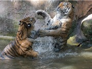Hai chú hổ Siberi trổ tài biểu diễn “kungfu”