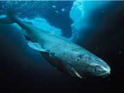 Loài “cá mập ngủ”  có thể sống hơn 500 năm