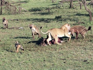 Linh cẩu hợp sức với chó rừng cướp mồi của sư tử