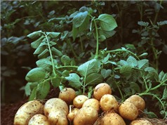 Lai tạo thành công khoai tây kháng bệnh virus và mốc sương