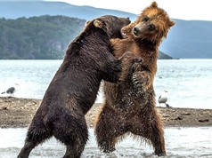 Màn “đấu quyền anh” kịch tính của hai chú gấu khổng lồ