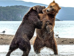 Màn “đấu quyền anh” kịch tính của hai chú gấu khổng lồ