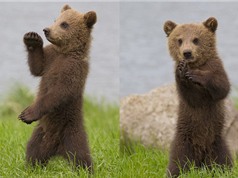 “Phát sốt” với màn biểu diễn kungfu của gấu con