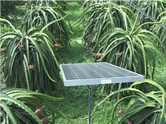 Ninh Thuận: Mô hình tưới nước bằng năng lượng mặt trời 