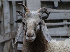 Chiêm ngưỡng con cừu có 5 chiếc sừng ở Trung Quốc