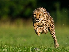 Clip: Bí quyết giúp báo gê-pa trở thành loài chạy nhanh nhất thế giới