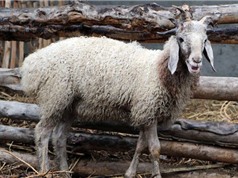 Cận cảnh cừu quái vật 5 sừng gây choáng ở Trung Quốc