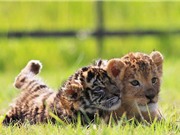 Chùm ảnh đẹp về tình bạn của sư tử và hổ con