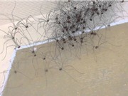Sinh sản thần tốc, nhện chân dài sắp lan tràn khắp nước Anh