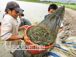 Nuôi trồng thủy sản: Chế phẩm sinh học có thay được kháng sinh?