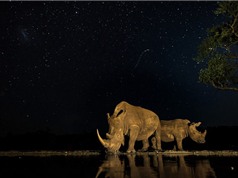 Ngắm những bức ảnh đẹp nhất giải National Geographic Nature