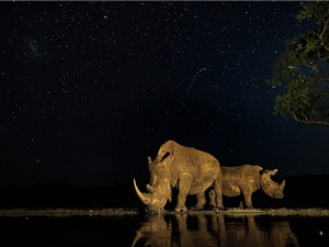 Ngắm những bức ảnh đẹp nhất giải National Geographic Nature