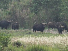 Bò tót chết không rõ nguyên nhân tại Vườn quốc gia Cát Tiên
