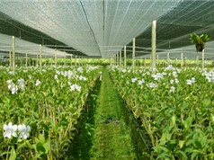 Để sớm có khu nông nghiệp ứng dụng công nghệ cao ở Nghệ An: Cần bổ sung quy hoạch