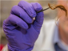 Tìm ra tội phạm nhờ protein trong tóc