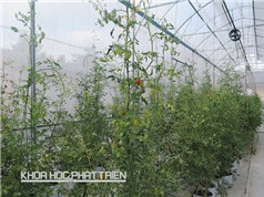 Trồng cà chua ghép gốc cà tím ở Long An: Tập cho nông dân  thói quen dùng giống sạch