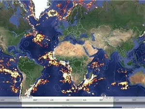 Phát hiện Cầy giông sọc được cho là đã tuyệt chủng; Công nghệ miễn phí giám sát lượng cá đánh bắt toàn cầu
